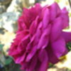 sannamaria