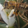 enitza