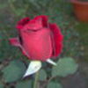 jasminero