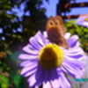 viorelflorea