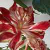 loredana78