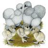 adibanici