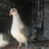 barboianuionut