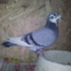 aditzza