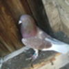 alexpetian