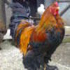 marian91