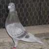 cosmin01