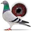 lucivet