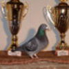 pigeon