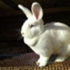 ovidiu1
