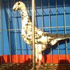 costirostov