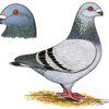 pertrea