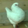 ione91