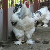 gatzbi