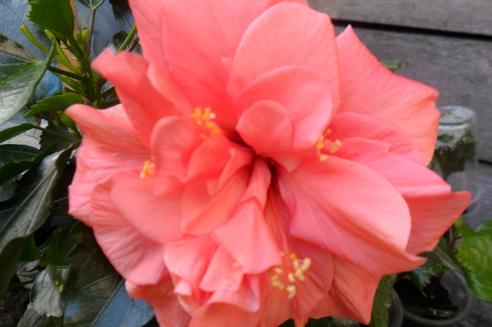 28.08 - hibiscusi 2014-2