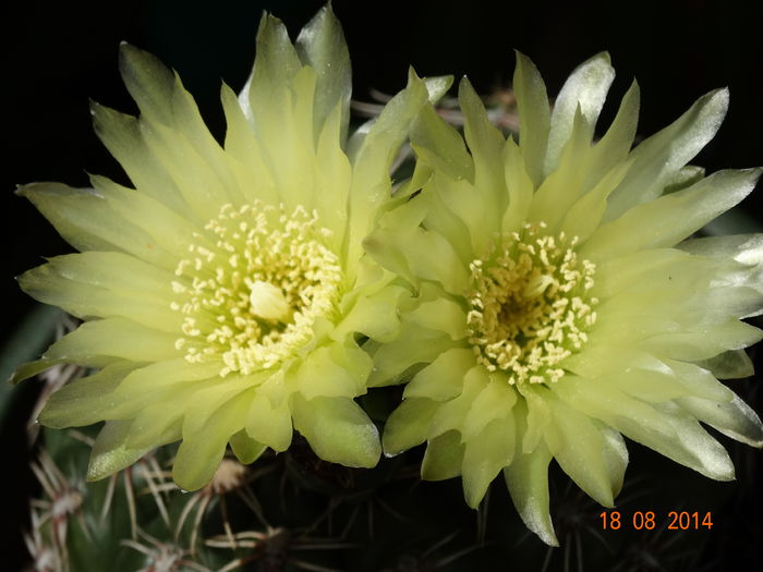 DSC07089 - Cactusi  si suculente 2014