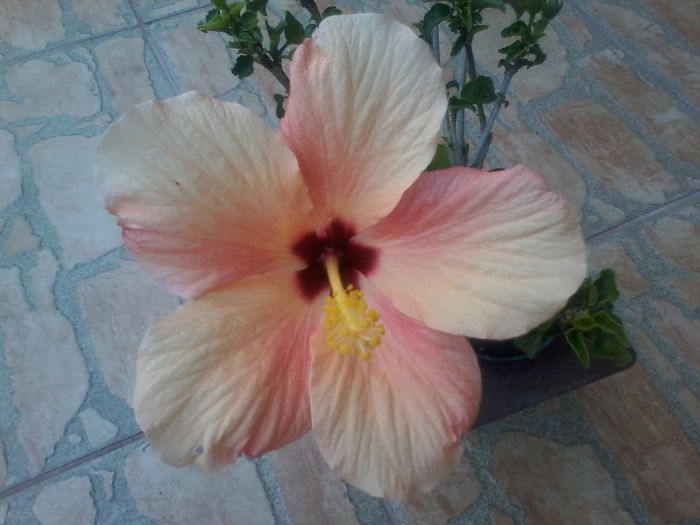 20140831_192952 - Hibiscus 2014-2015