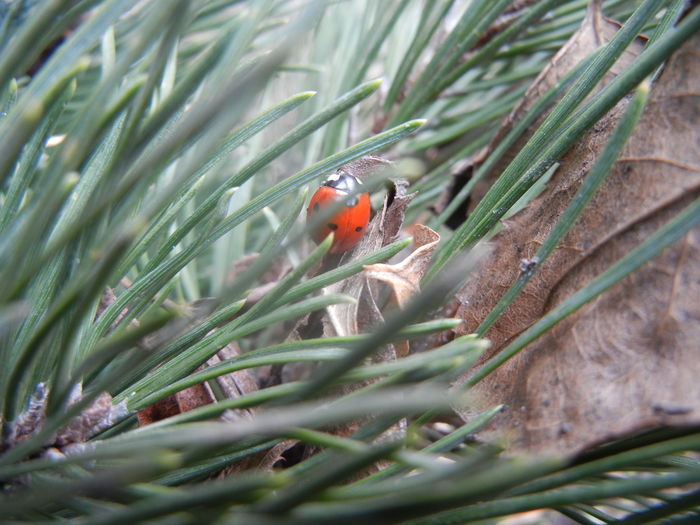 Ladybug on Pinus (2014, Feb.20) - Ladybug Red