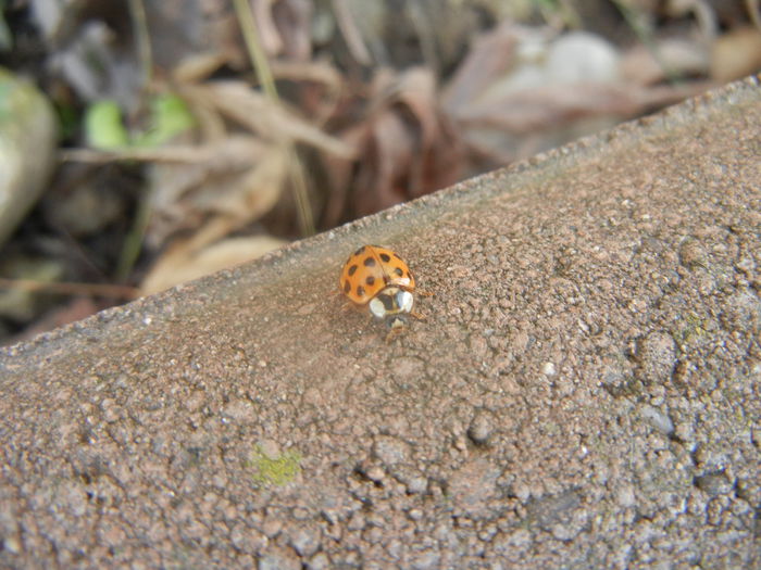 Orange Lady Beetle (2014, Feb.17)
