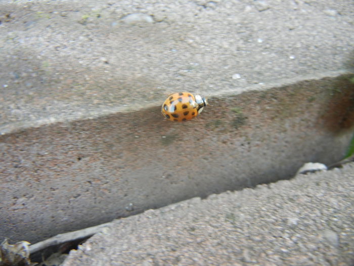 Orange Lady Beetle (2014, Feb.17) - Lady Bettle Orange
