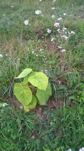 WP_20140824_007 - locul plantatiei