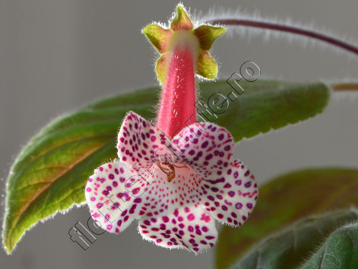 Kohleria Luci s Blend - KOHLERIA IV - Hibrizii mei - My hybrids