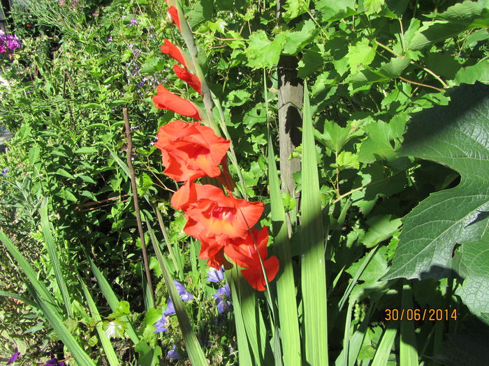 Gladiole (4)