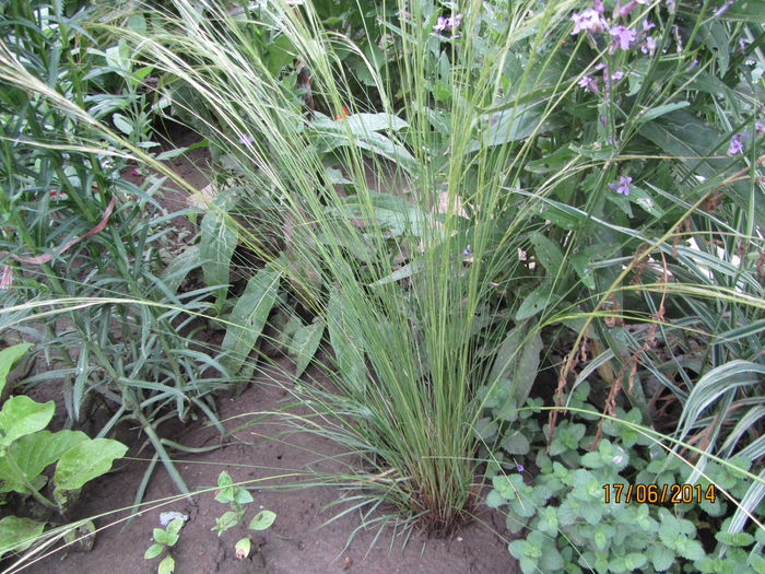 Iarba de vint-Stipa arundinacea siroco