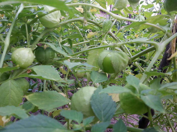 tomatillo - 5 gradina de legume