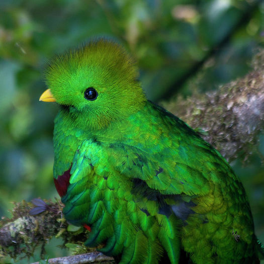 quetzal-1