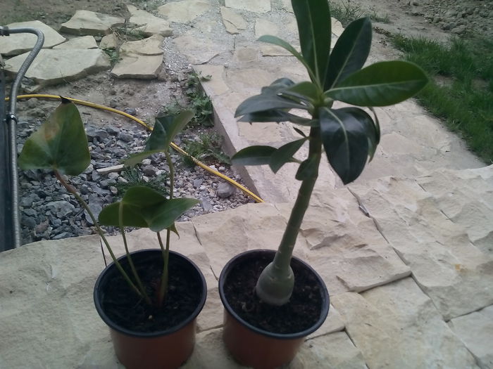 adenium si anthurium