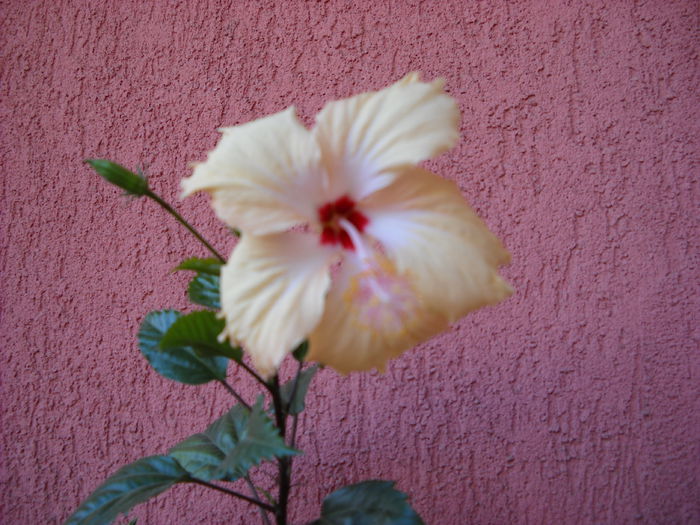 30 .08.014 - HIBISCUS- 2014