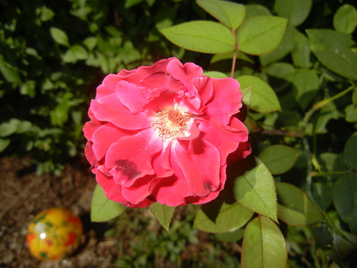 Dark Red Rose (2014, August 31)