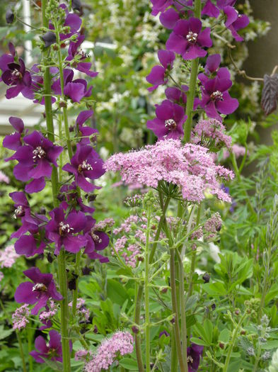 DSCN4191 - Chelsea Flower Show- 2013