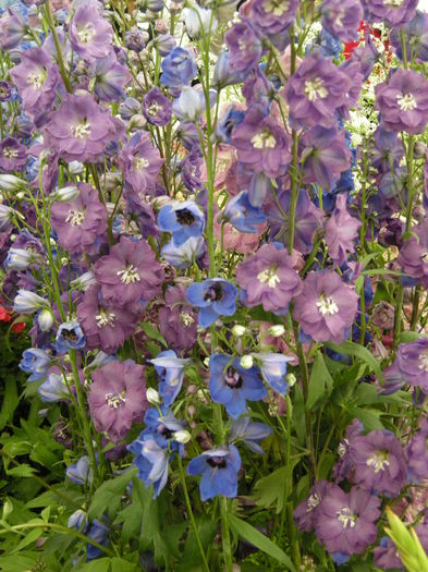 DSCN4292 - Chelsea Flower Show- 2013