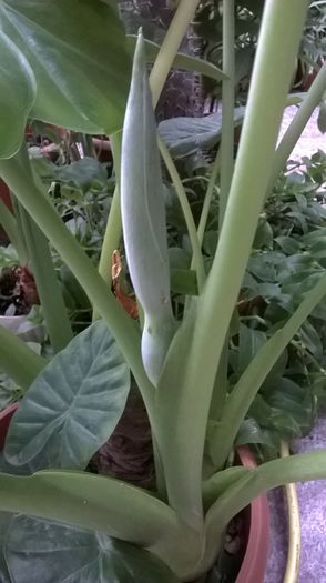 boboc colocazie - plante verzi decorative frunza