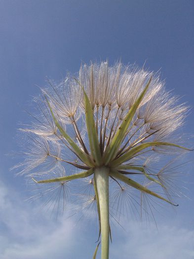 IMG_20140804_103833 - FLORI DE CAMP