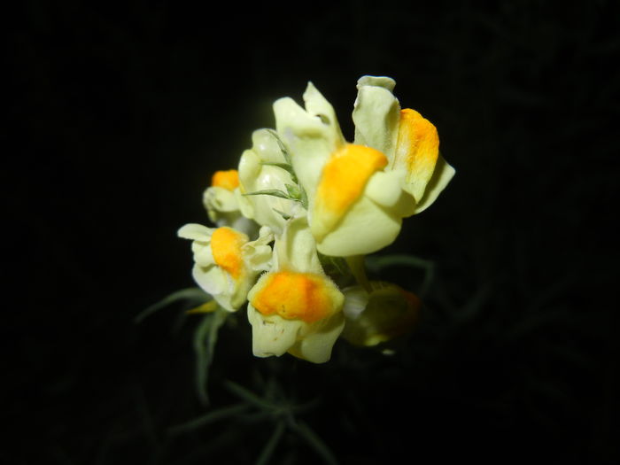 Linaria vulgaris (2014, August 03)
