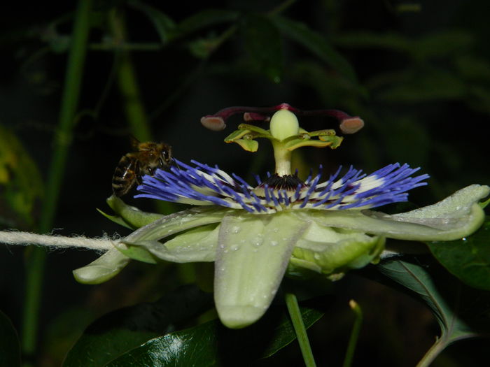 DSCN8562 - PASSIFLORA_2014