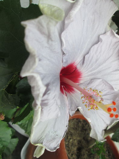 hibiscus