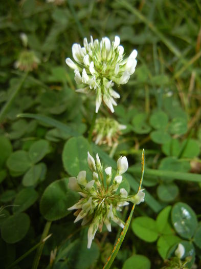 Trifolium repens (2014, Sep.07)