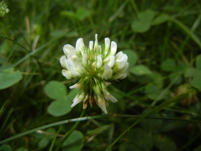 Trifolium repens (2014, Sep.07)