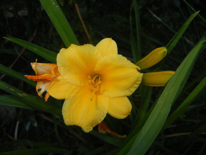 Hemerocallis Stella de Oro (2014, Aug.31)