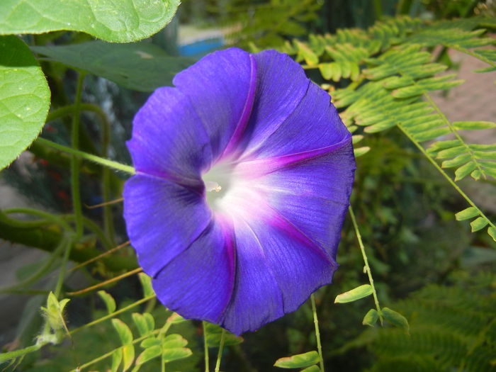 Morning Glory_Ipomoea (2014, Aug.31) - ZORELE Ipomoea