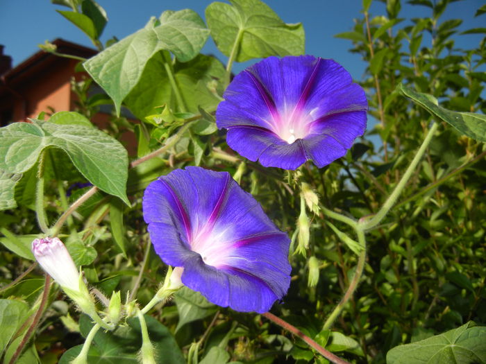 Morning Glory_Ipomoea (2014, Aug.31)