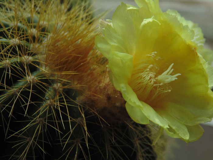 DSC07670 - Cactusi  si suculente 2014