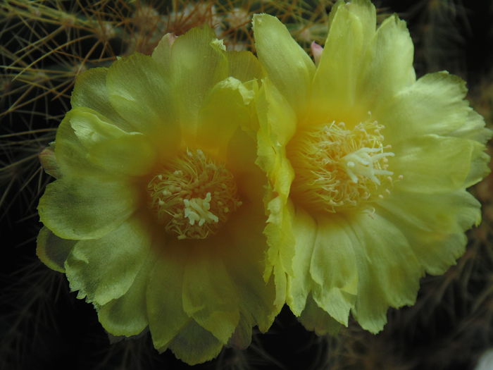 DSC07660 - Cactusi  si suculente 2014
