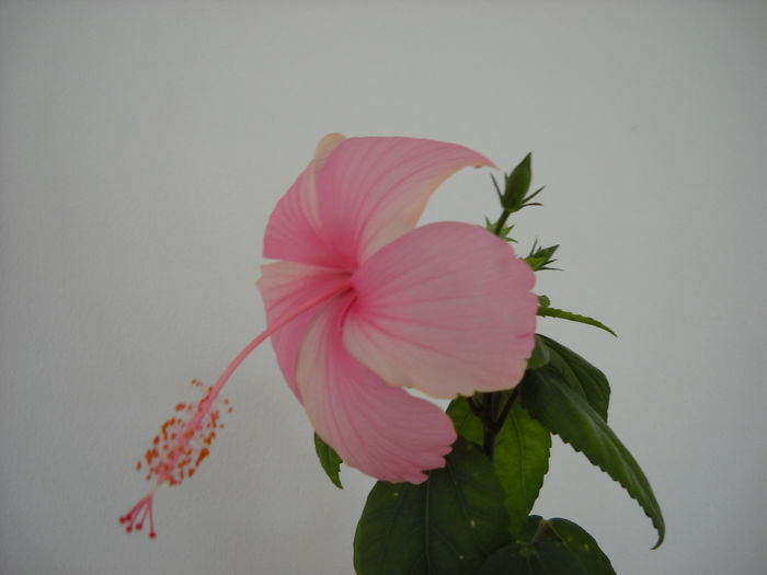 Printesa roz ! - HIBISCUS- 2014