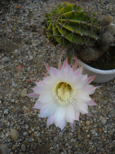 1 septembrie - CActusi -2013-2014