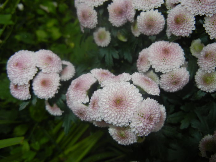 Chrysanth Bellissima (2014, June 18)